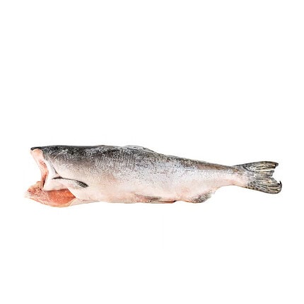 Pink (Hump-Back) Salmon